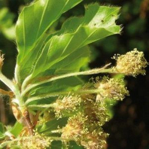 28 Beech 400x400 1 300x300 copia