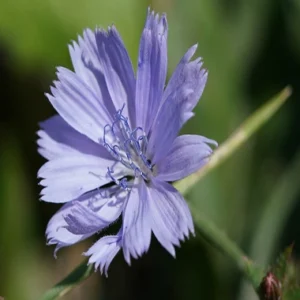 Chicory Achicoria