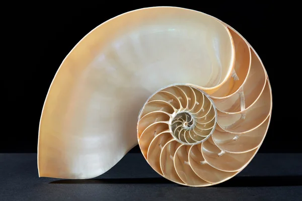 espiral geometria sagrada